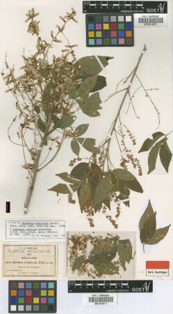 Thouinia acuminata S.Watson [isotype]