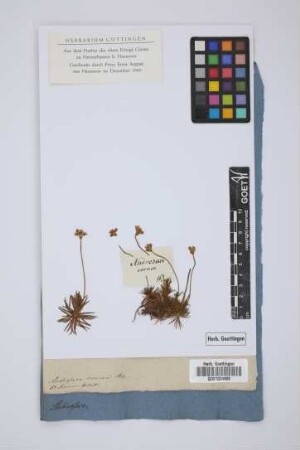 Androsace carnea