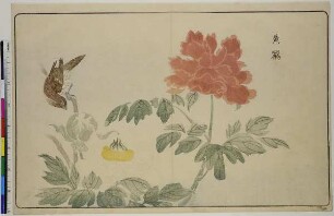 Kōri und Päonie, aus dem Buch: Bilder importierter Vögel