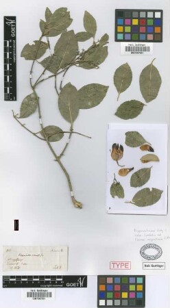 Hippocratea verrucosa Griseb., nom. illeg. [syntype]