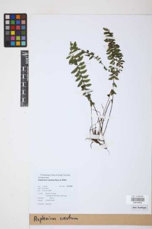 Asplenium erectum Bory ex Willd.