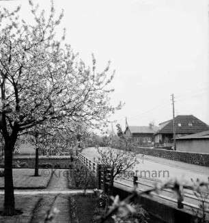 Dorfstraße mit blühenden Obstbäumen im Vorgarten: hinten rechts Wohnhäuser