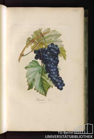 Pl. XVIII. Muscat noir.
