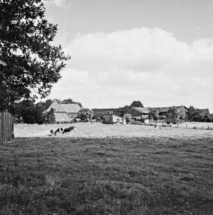 Blick auf Stellau vom Schulhof: vorn Landwirtschaft: Rinderherde auf Weide: dahinter Bauerngehöfte: links Baum