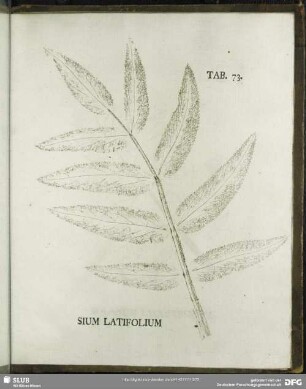 Tab. 73. Sium Latifolium (Breitblättriger Merk)
