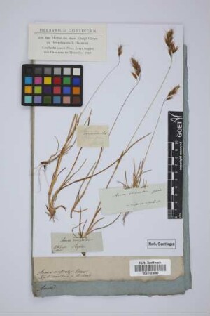 Avena versicolor Vill.