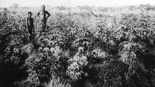Baumwolle zwischen Yams.