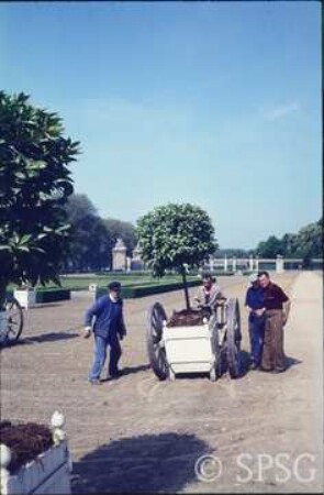 Versailles, Orangerie.
