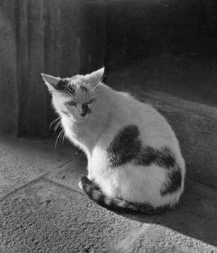 Tiere. Sitzende Katze