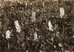 Glashütte. Orchidaceen: Männliches Knabenkraut (Orchis mascula), rot und weiß blühend.