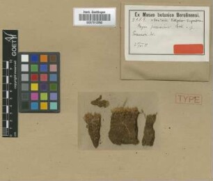 Bryum possessionis Broth. [isotype]