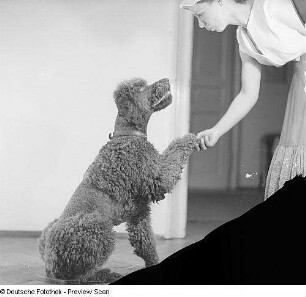 Porträt Axel, Hund von Prof. Gustav Fritzsche
