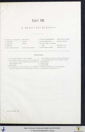 Tafel XIII. A. Skelet der Schulter.