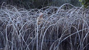 Leaning into the Wind - Andy Goldsworthy