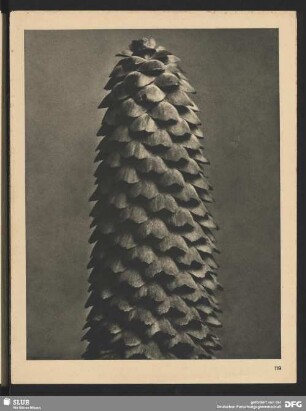 Picea excelsa - Fichte, Rottanne - Weibliches Blütenkätzchen (14mal vergrößert)