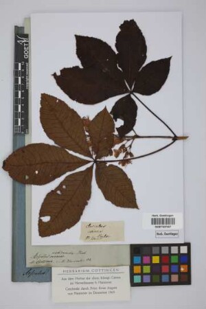 Aesculus carnea Hayne