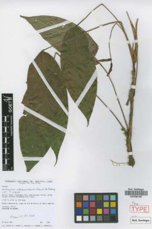 Anthurium ottobuchtienii Croat & Acebey [paratype]