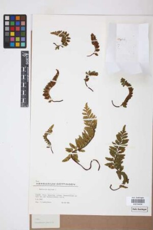 Asplenium marinum