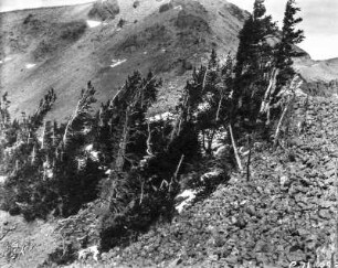 Krüppelig gewachsene Bäume : Krüppelig gewachsene Bäume nahe des Gipfels des Mount Wahburn.