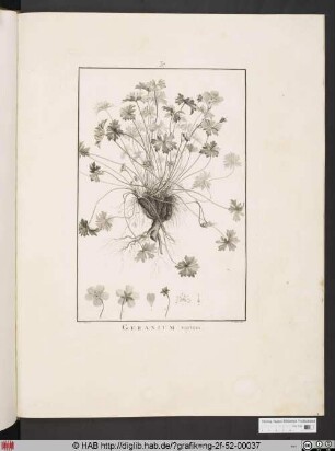 GERANIUM varium [Storchenschnabelgewächs].