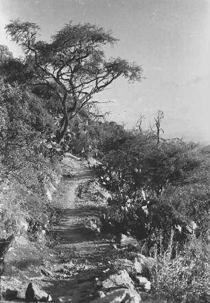 Aufstieg zum Monte Bizen : Berglandschaft mit steinigem Weg und Vegetation