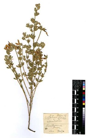 Leguminosae Lotus commutatus [Haifa, Cheifa, Hefa]