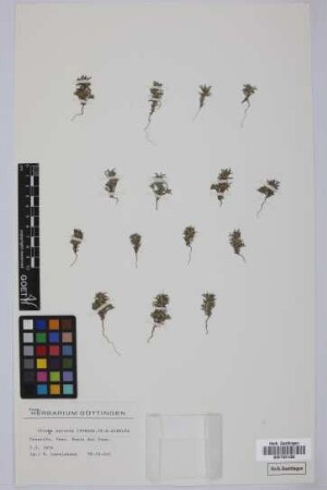 Ifloga spicata (Forssk.) Sch.Bip.