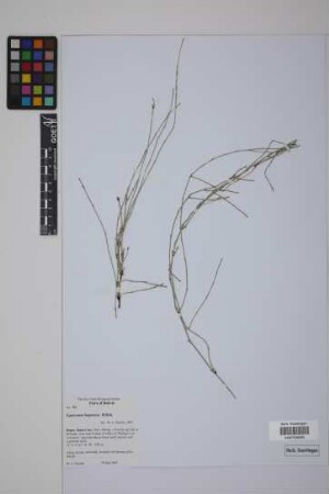 Equisetum bogotense Kunth