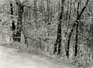 Sumpfwald (z. T. verwilderte Anpflanzung) im Elsterauengebiet bei Rittergut Lauer am Weg Lauer-Großzschocher, Anfang Juni 1944