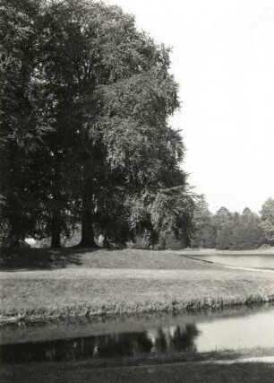Oranienbaum-Wörlitz, Wörlitzer Park. Baumgruppe in der Nähe des Schlosses
