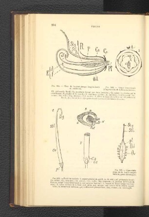 Fig. 305. -- Coupe transversale (diagramme) de la fleur du haricot.