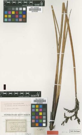 Lepidosperma tuberculatum Nees [isotype]
