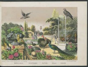 Tafel: Wendehals, Feldtaube, Puter, Pfau, Fasan.