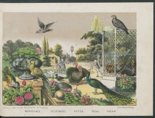 Tafel: Wendehals, Feldtaube, Puter, Pfau, Fasan.