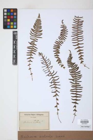 Blechnum australe L.