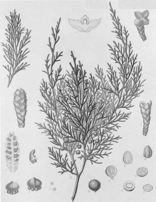 Sadebaum (Juniperus Sabina), farbig : Geographie | Wirtschaftsgeographie | Reizmittel, aetherische Öle und Duftstoffe liefernde Pflanzen | Tabak, Arzneipflanzen und Ölpflanzen