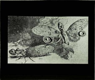 Fulgora laternaria (Linnaeus, 1758)