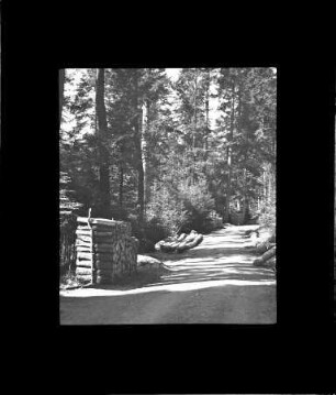 Waldweg im Engadin