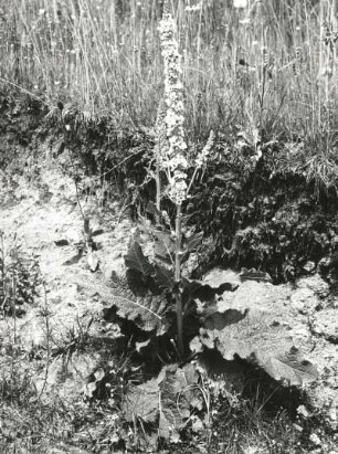 Schwarze Königskerze (Verbascum nigrum L.). Einzelstaude, Ostkarpaten