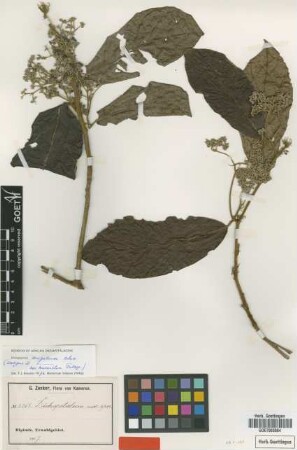 Dichapetalum angolense Chodat var. Pellegr. leucanthum[isotype]