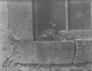 Rotkehlchen am Nest : Rochlitzer Berg, Rotkehlchenmännchen (Erithacus rubecula Linnaeus) am Nest.