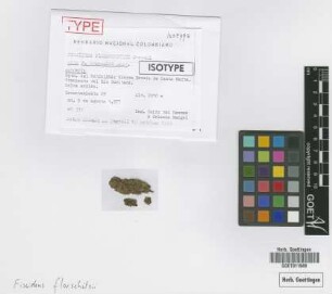Fissidens florschuetzii Pursell [isotype]