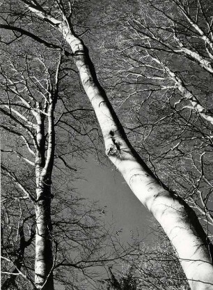 Baum von Unten