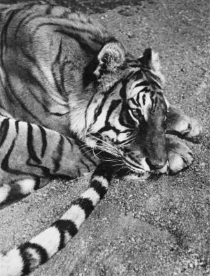 Dresden. Zoologischer Garten, Tiger