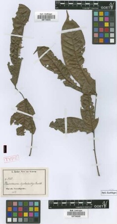 Placodiscus leptostachys Radlk.
