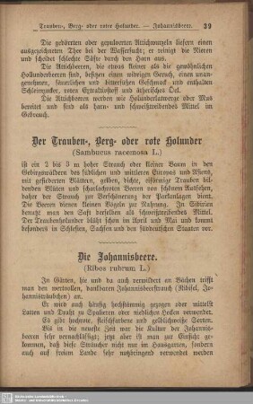 Die Johannisbeere