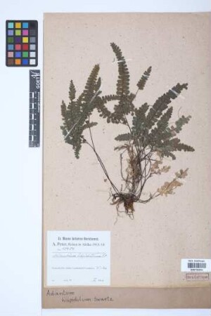 Adiantum hispidulum Sw.