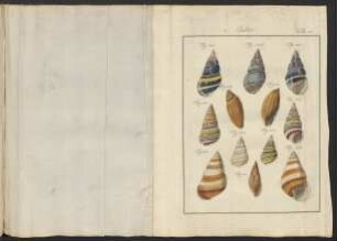Tab. 117.