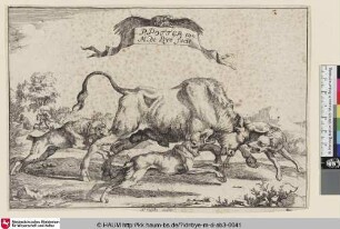 [Un taureaux furieux courant vers la droite, et poursuivi par trois dogues; Titelblatt: Ein wilder Stier von Hunden gehetzt]