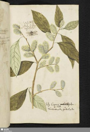 [Blatt 221-240]